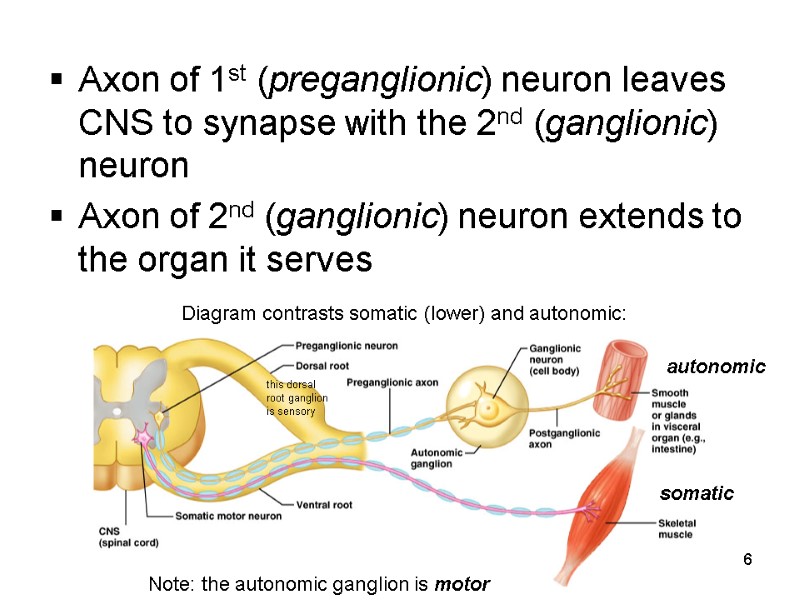 6 Axon of 1st (preganglionic) neuron leaves CNS to synapse with the 2nd (ganglionic)